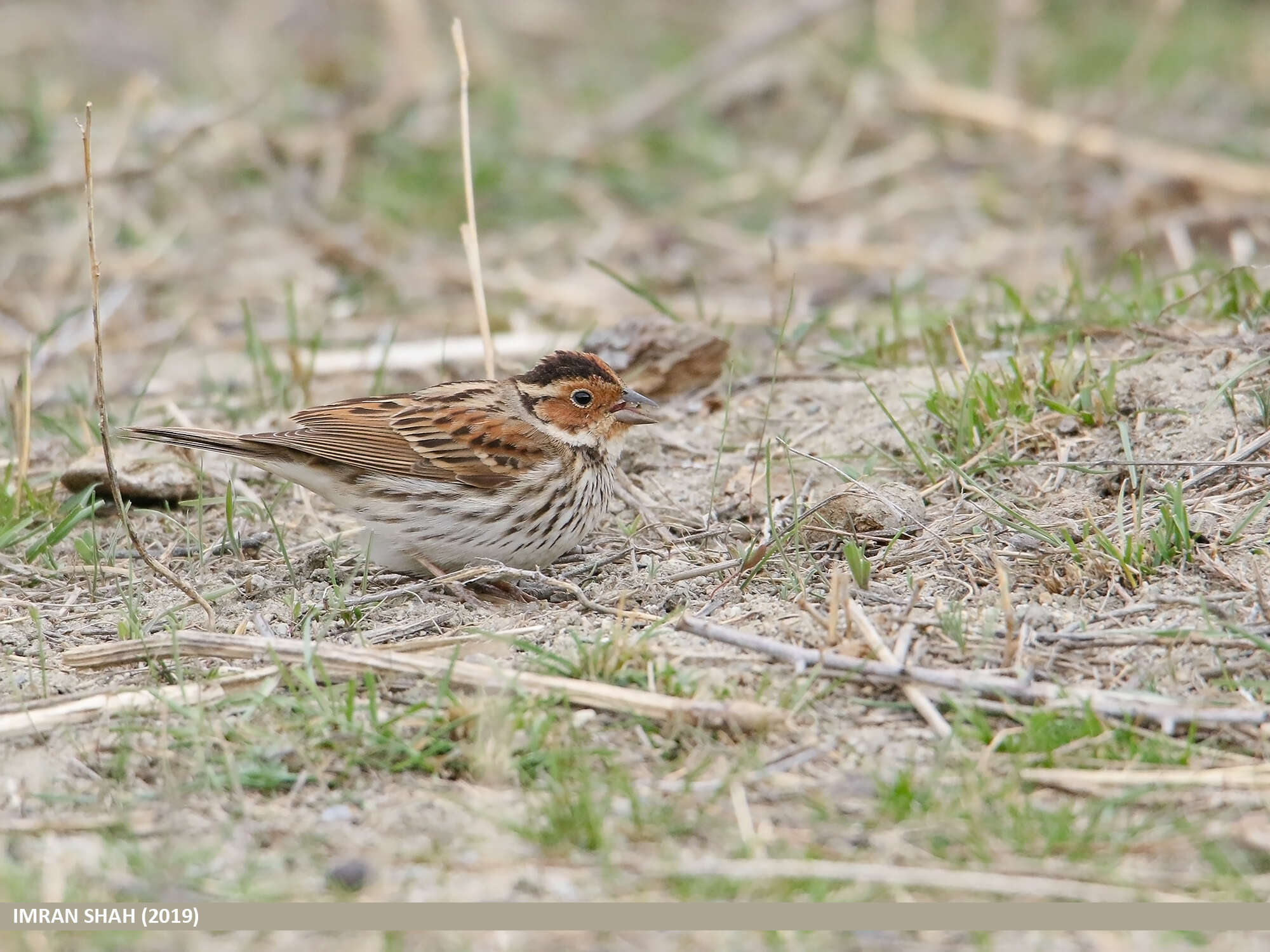 Image de Bruant nain