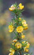 Слика од Pultenaea juniperina Labill.