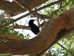 Image of Carib Grackle