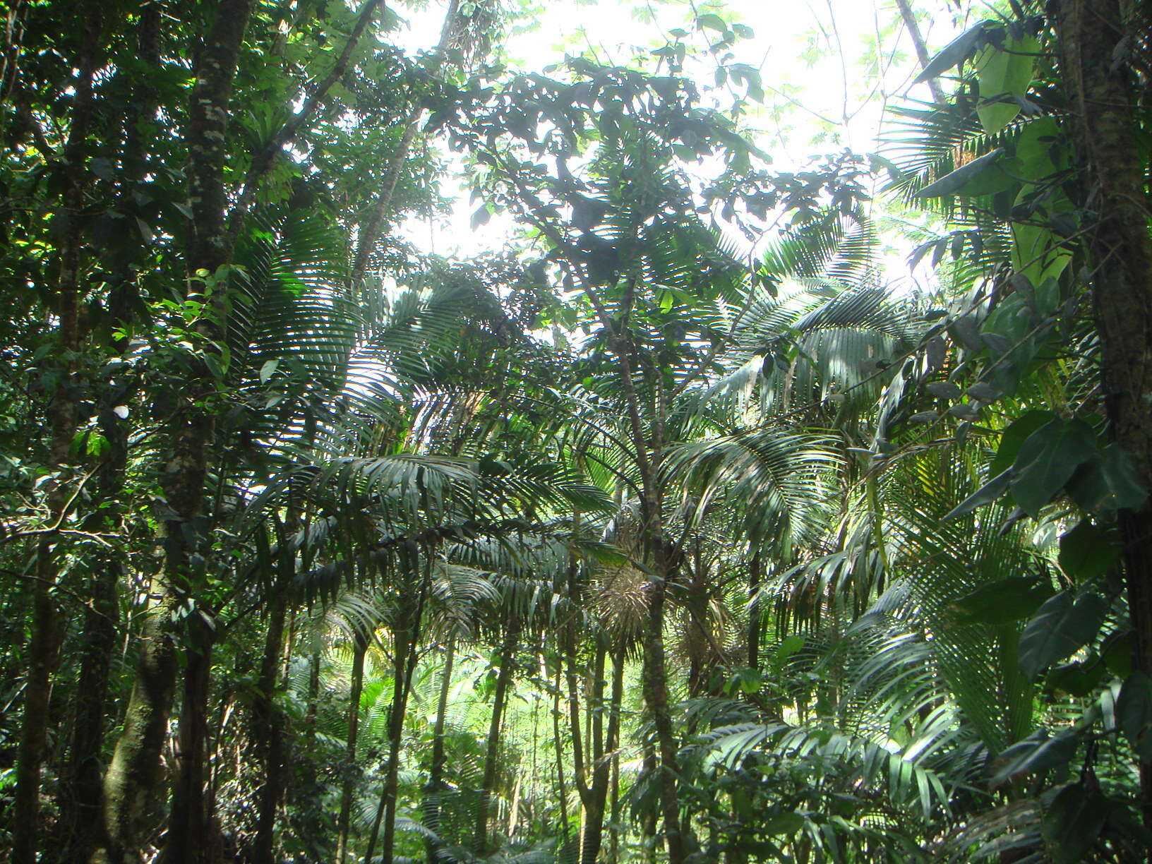 Image of Sierran palm