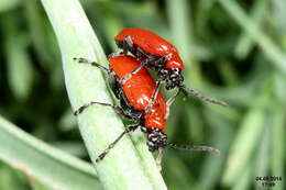 Image of Scarlet lily beetle