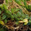 Image of Barbosella cogniauxiana (Speg. & Kraenzl.) Schltr.