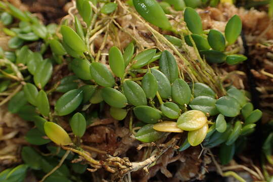 Barbosella cogniauxiana (Speg. & Kraenzl.) Schltr.的圖片