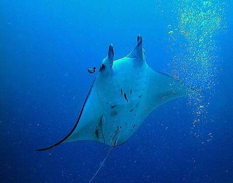 Image of Chevron Manta Ray