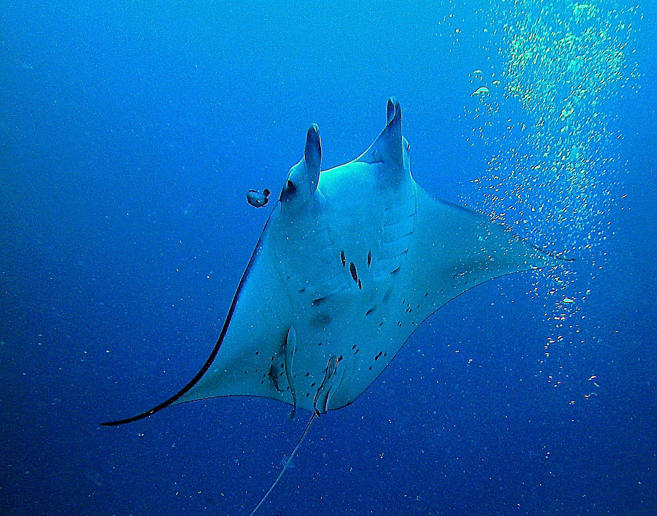 Image of Chevron Manta Ray