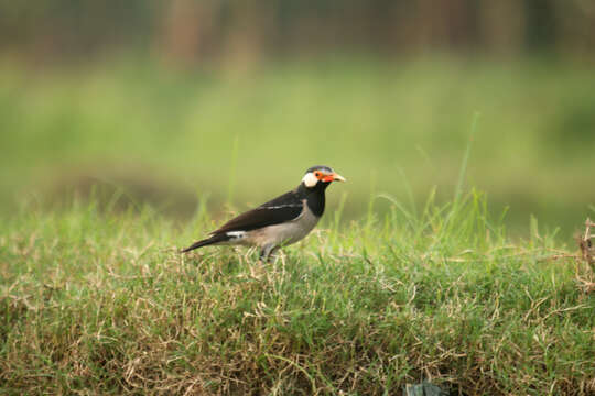 Gracupica contra (Linnaeus 1758) resmi