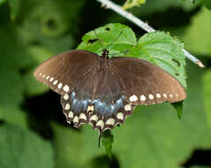 Image of Black Swallowtail