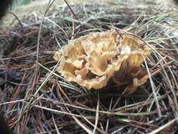 Image of Podoscypha petalodes (Berk.) Boidin 1959