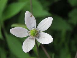 Image of <i>Anemone rivularis</i>