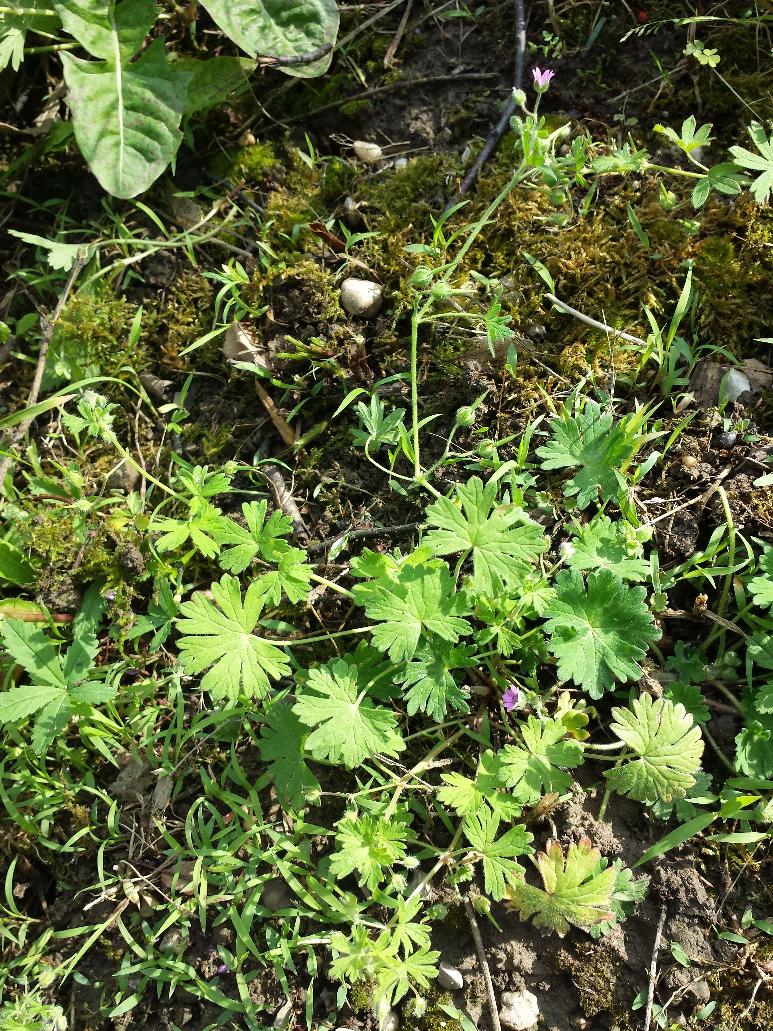 Imagem de Geranium molle L.