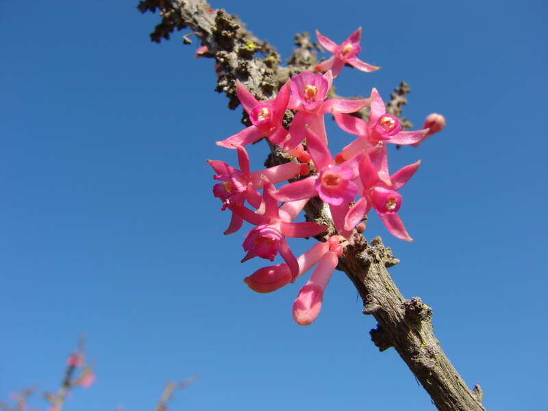 Image of Fuchsia lycioides Andr.