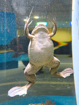 Image of African clawed frog