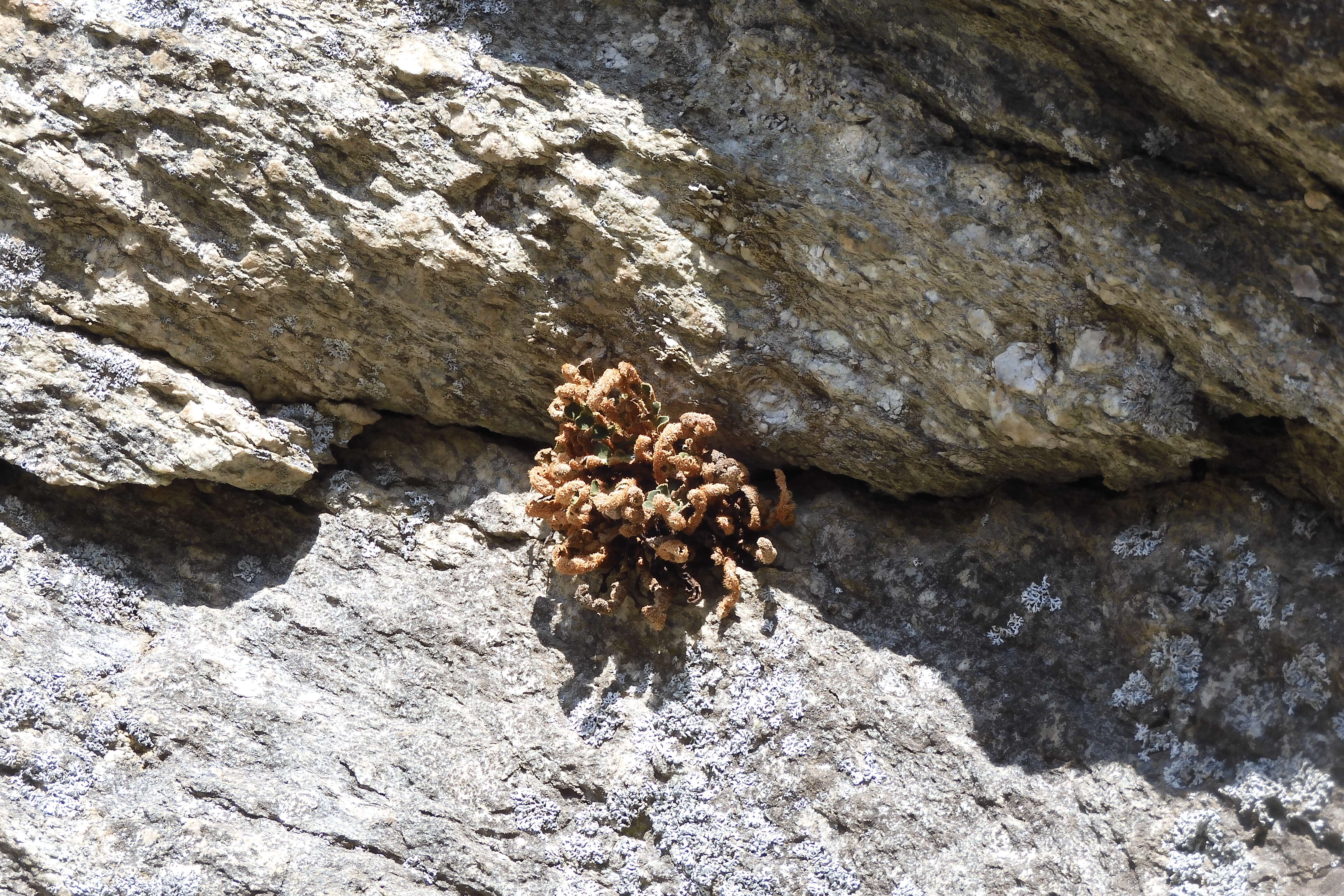 Plancia ëd Asplenium ceterach L.