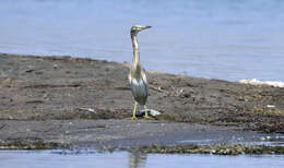 Image of Common Squacco Heron