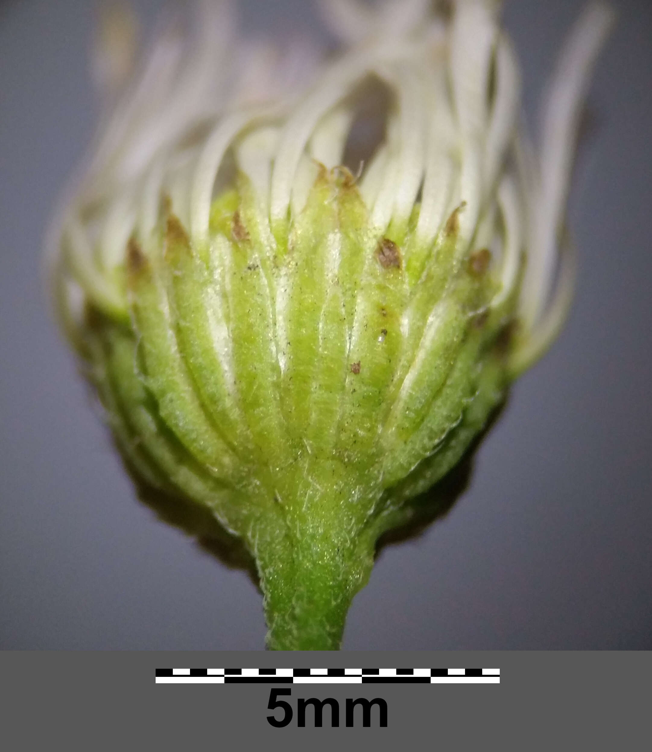 Image of eastern daisy fleabane