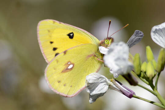 Image of Colias fieldii Ménétriès 1855