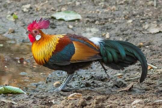 Image of Red Junglefowl