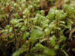 Image of Electrified Cat's Tail Moss