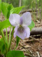 Слика од Viola mirabilis L.