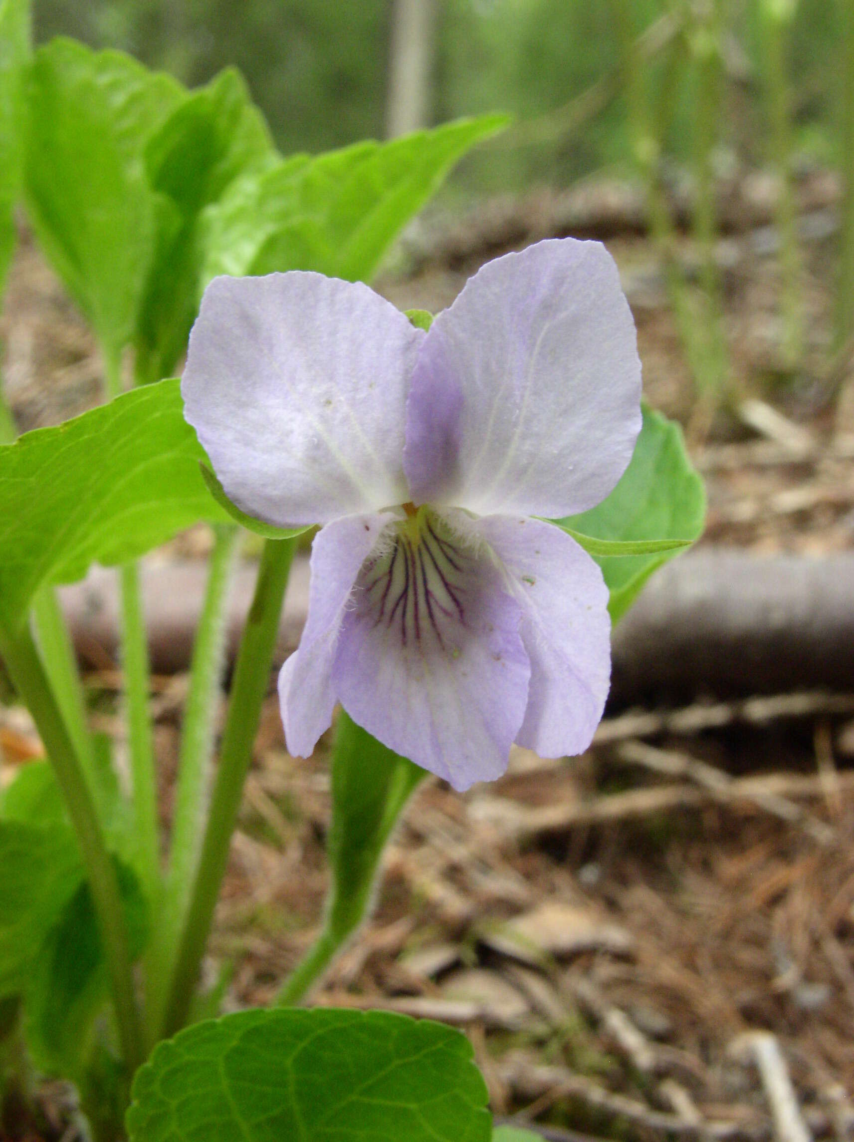 Слика од Viola mirabilis L.
