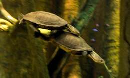 Image of Cotinga River Toadhead Turtle