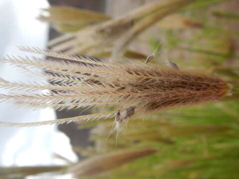 Image of feather fingergrass