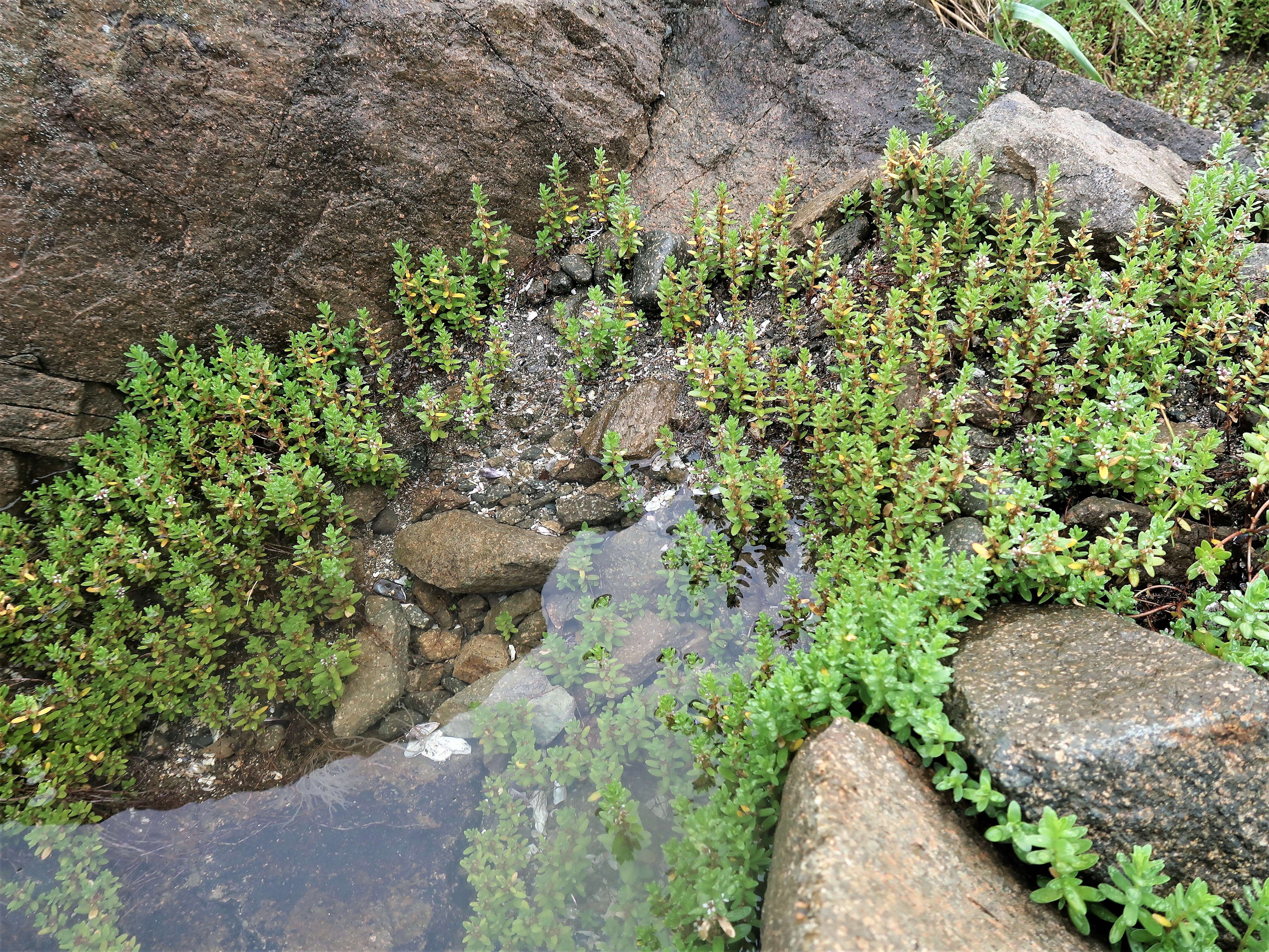 Image of black saltwort