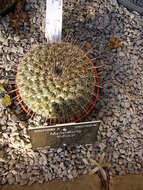 Image of Mammillaria standleyi (Britton & Rose) Orcutt