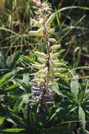 Plancia ëd Lupinus polyphyllus Lindl.