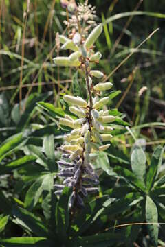 Image of big-leaved lupine