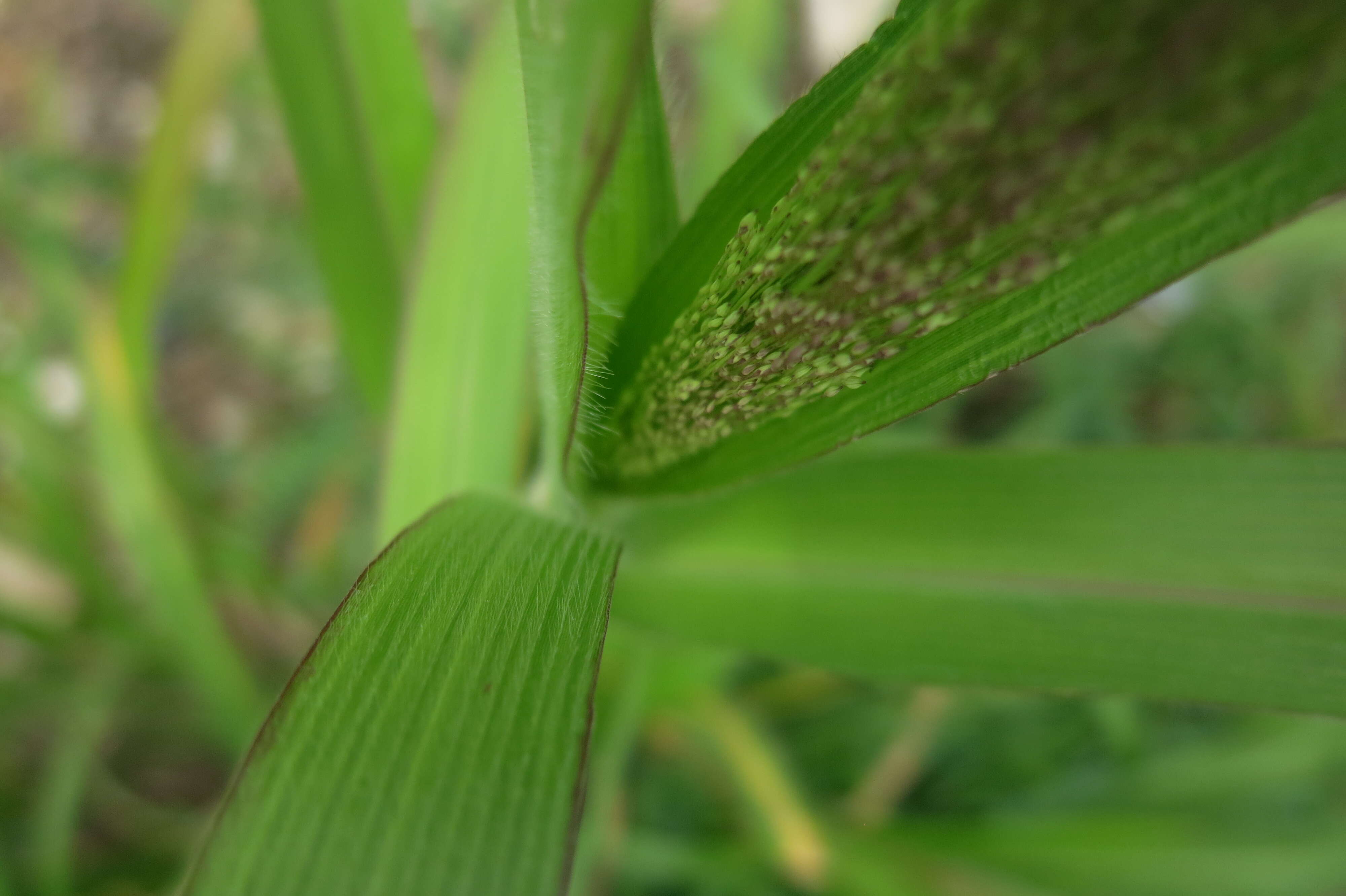 Image of witch grass