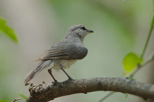 Muscicapa caerulescens (Hartlaub 1865)的圖片