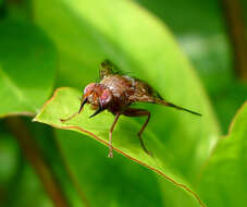 Image of Chetostoma curvinerve Rondani 1856