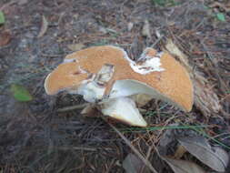 Polyporus radicatus Schwein. 1832 resmi