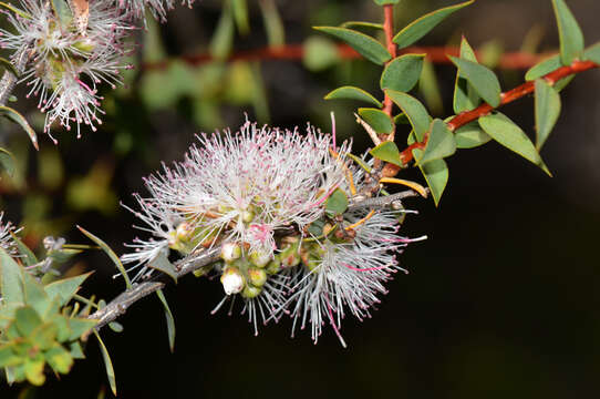 Image of Melaleuca marginata (Sond.) Hislop, Lepschi & Craven