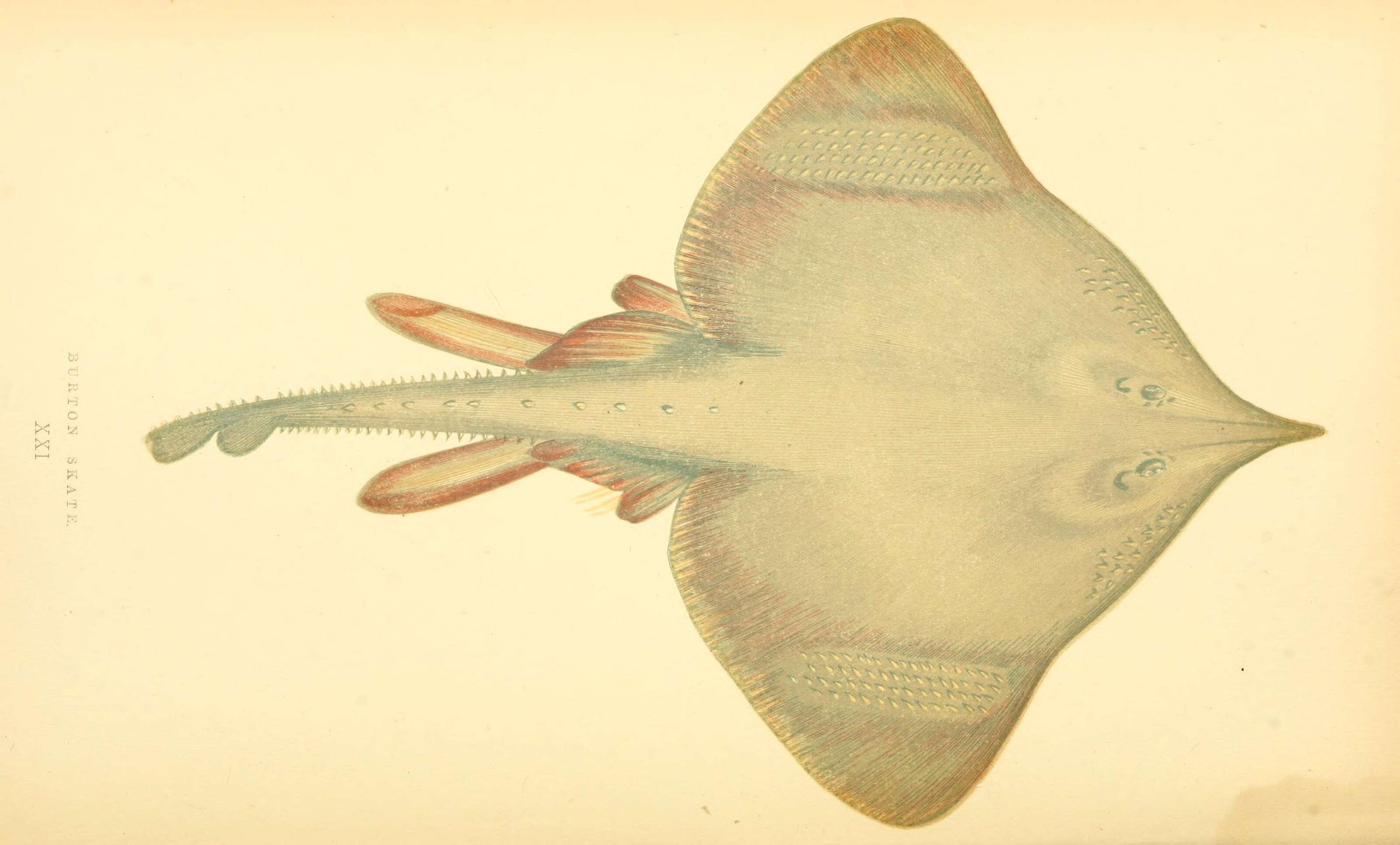 Image of Longnosed Skate