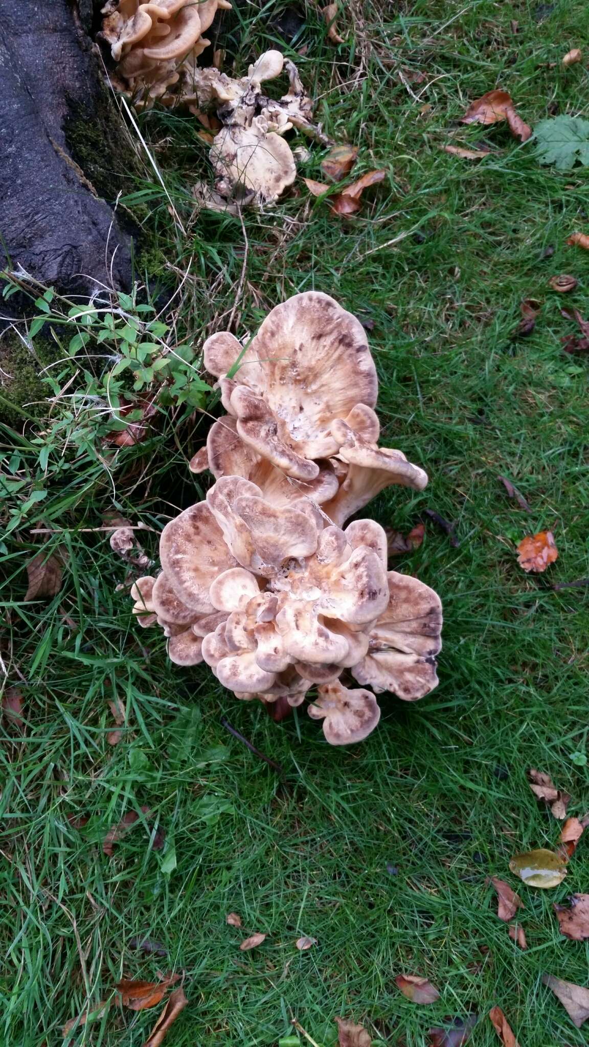 Image de Polypore géant