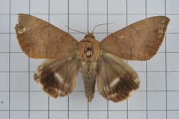Image of Achaea serva (Fabricius 1775)