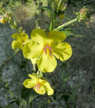 Image of wavyleaf mullein