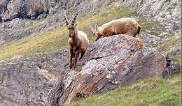 Image of Alpine Ibex