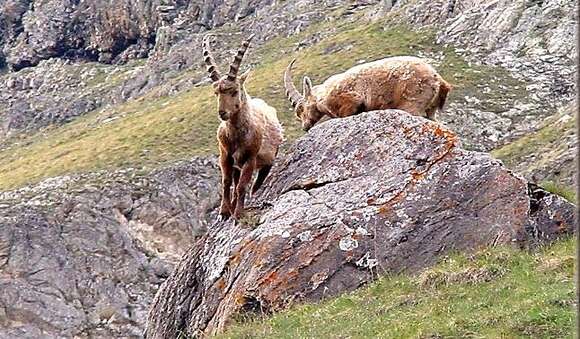 Plancia ëd Capra ibex Linnaeus 1758