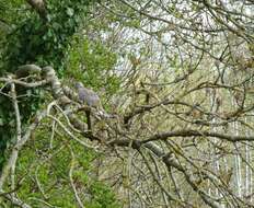 Image of Collared Dove