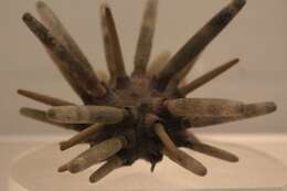 Image of Imperial urchin