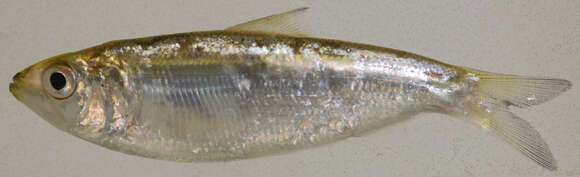 Image of American Shad