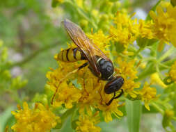 Image of European beewolf