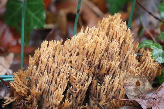 Ramaria stricta (Pers.) Quél. 1888 resmi