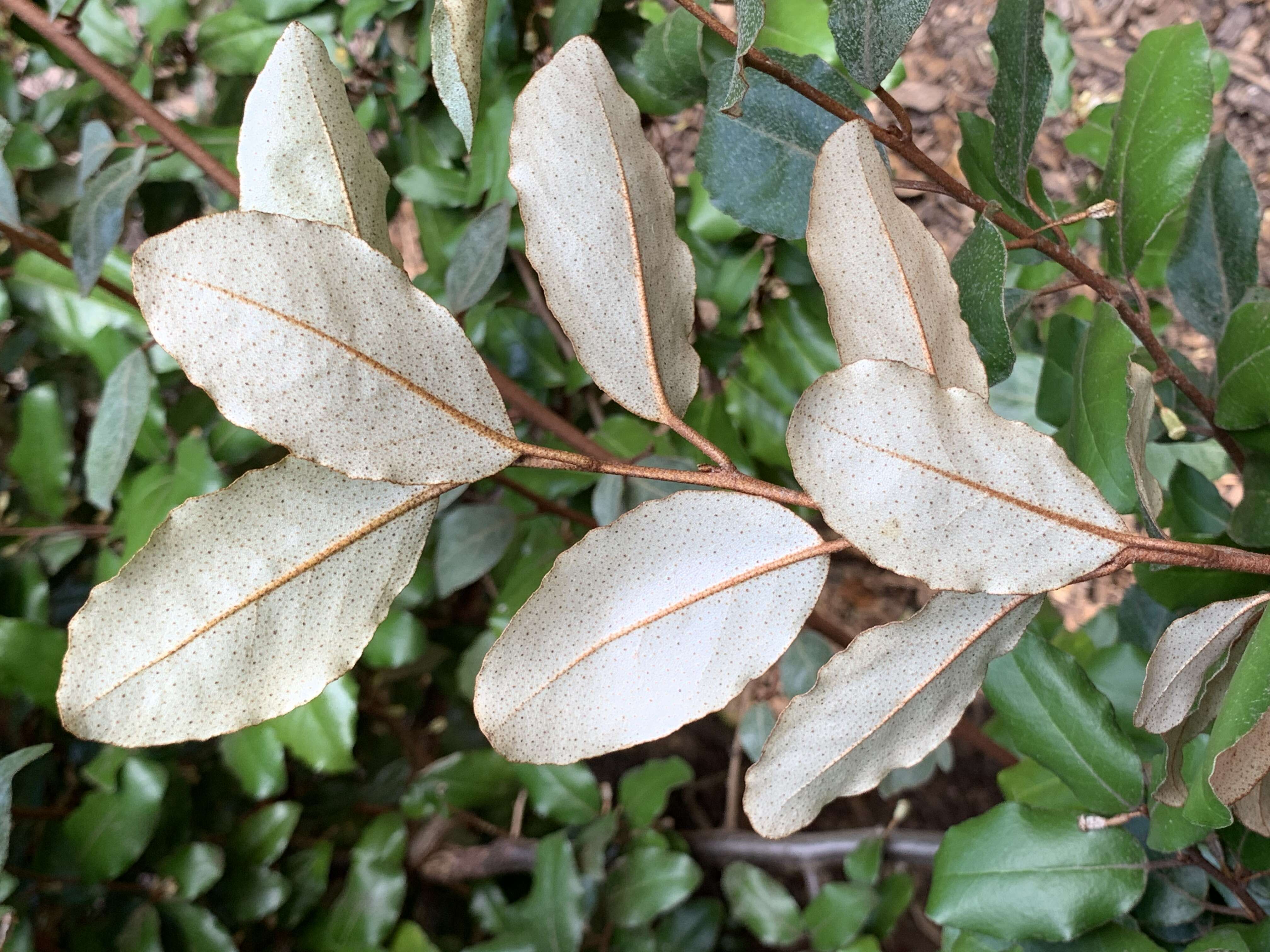 Image of Elaeagnus submacrophylla Serv.