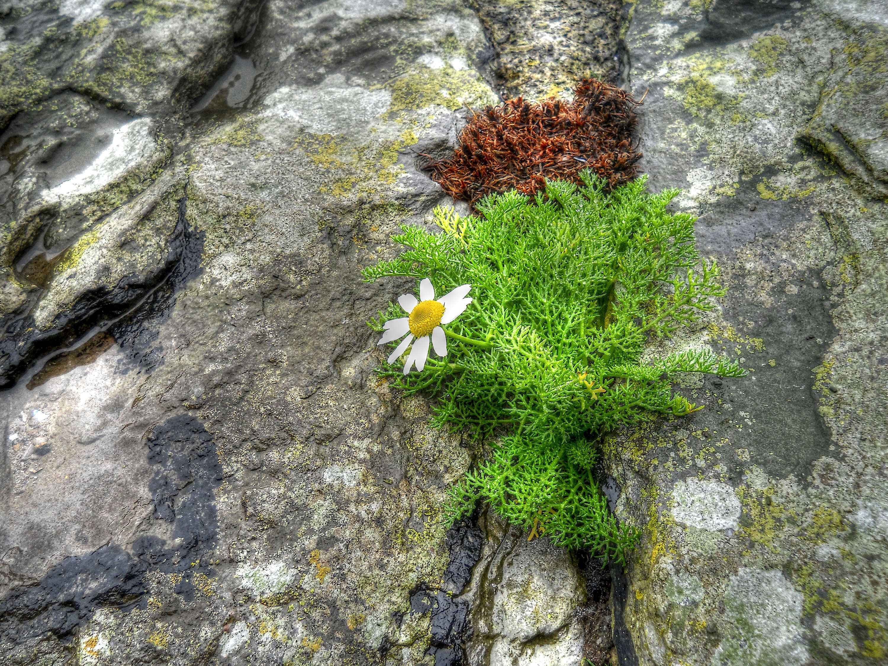 صورة Tripleurospermum maritimum (L.) Koch