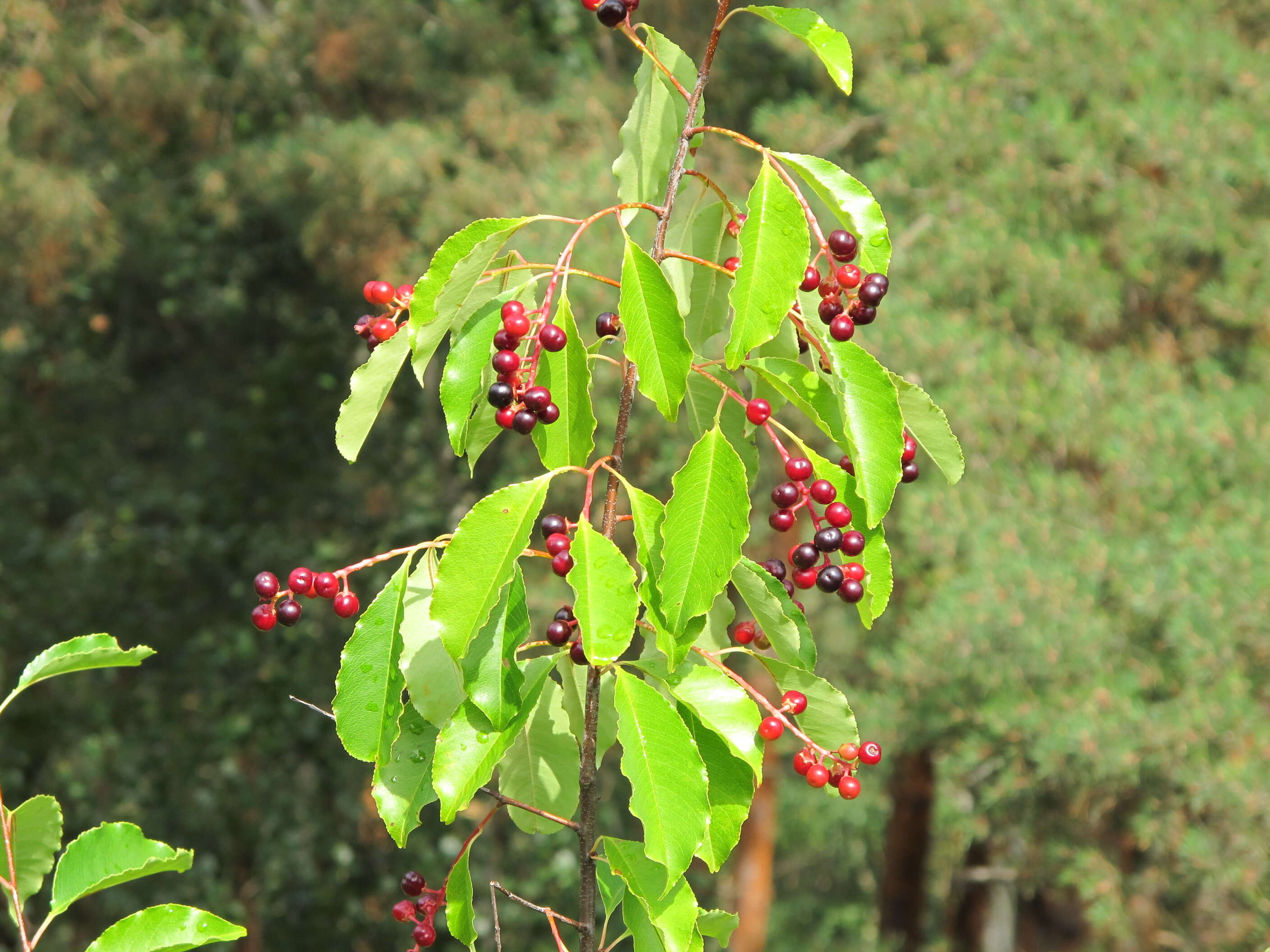 Image of black cherry