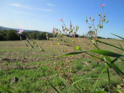 Image of hedgerow geranium